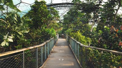 Rainforest Walkway in the Rainforest Biome